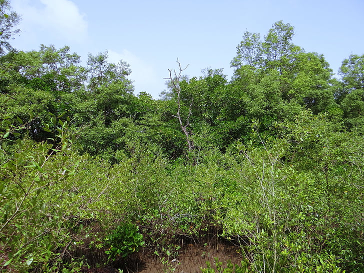 mangrovy, ústí řeky terekhol, bažina, Goa, Indie
