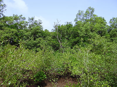 mangrovníky, ústia rieky terekhol, močiar, Goa, India