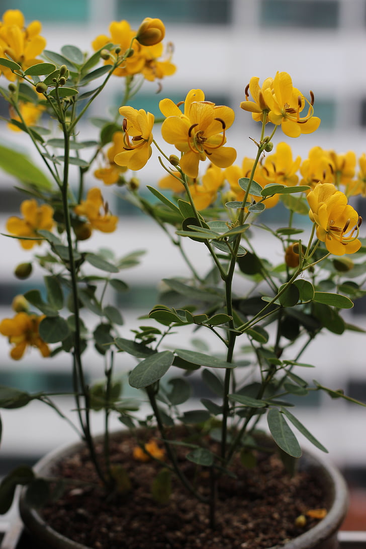phalaenopsis groc, planta en test, flors silvestres, flors