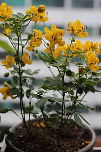 Κίτρινο phalaenopsis, γλάστρες φυτών, αγριολούλουδα, λουλούδια