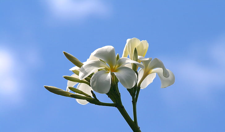 plumeria, flowers, nature, white, yellow, petal, sky
