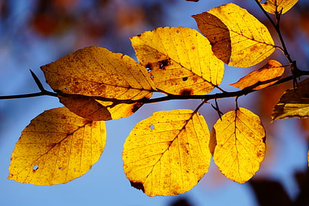 foglie di faggio, ramo, faggio, albero, autunno, fogliame di caduta, foglie