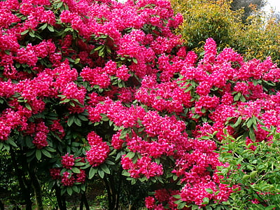 Bush, kukat, Puutarha, kevään, kasvi, Flora, Luonto