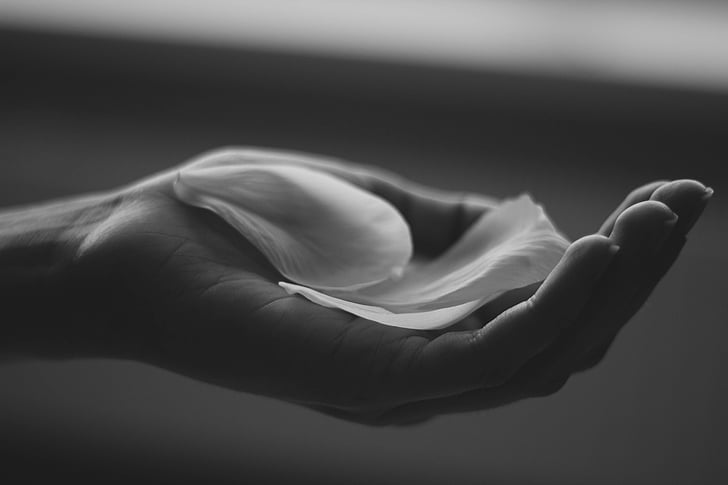 black-and-white, hand, petals