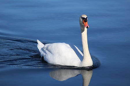 Swan, jazero, vták, Príroda, zviera, pokojný, modrá