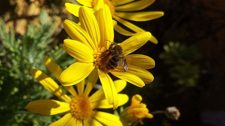 Natur, Blume, Biene, Honig, Garten, Daisy, Flora