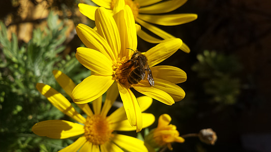 natur, blomst, Bee, honning, haven, Daisy, flora