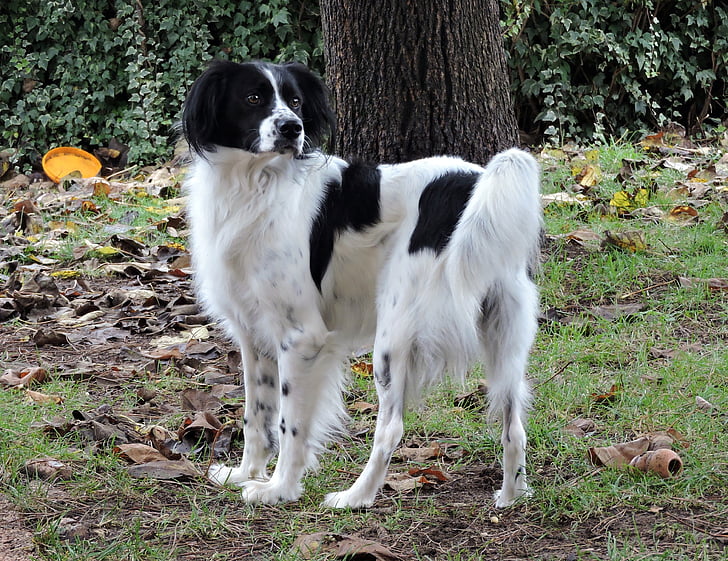 câine, alb, Nero, animal de casă, toamna, frunze, gradina