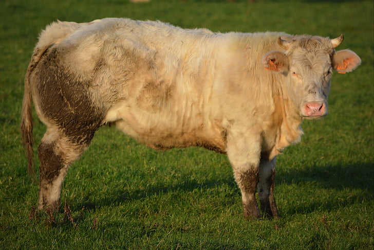 cow, beef, animal