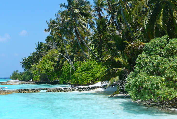 Maladewa, laut, pemandangan laut, liburan, pohon palem, surga, mandi