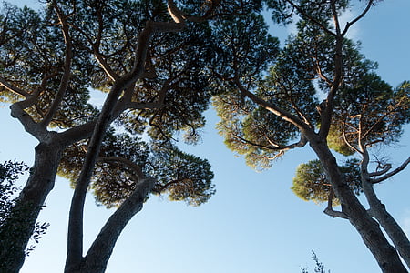 pine, forest, sky, blue, low angle shot, tree, maremma