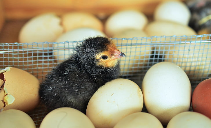 chicks, egg, hatched, eggshell, chicken, shell, young animal