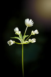 flor, flor de bosc, flor punxegut, natura, planta, l'estiu, blanc