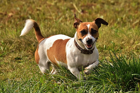 Jack russell, Terrier, jouer, Meadow, course, chien, animal
