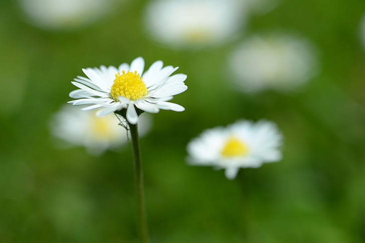 Daisy, makro, forår, hvid, vilde blomst