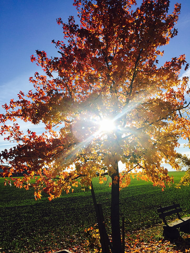 pohon, cahaya, matahari, musim gugur, terhadap cahaya