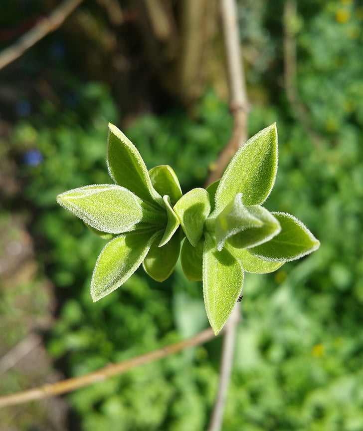 bud, plant, nature, close, spring, green, sprouts
