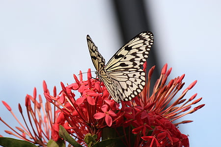 Метелик, квітка, Комаха, Метелик - комах, Природа, тварини, тварина крило