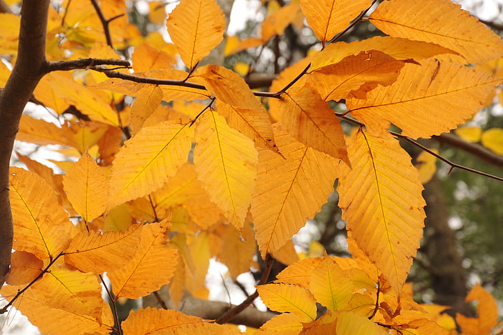 falder, efterår, blade, New england, New hampshire, træer, natur