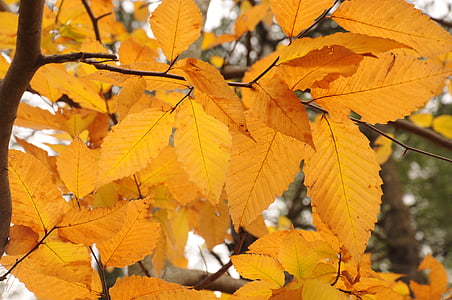 padec, jeseni, listi, Nova Anglija, New hampshire, dreves, narave