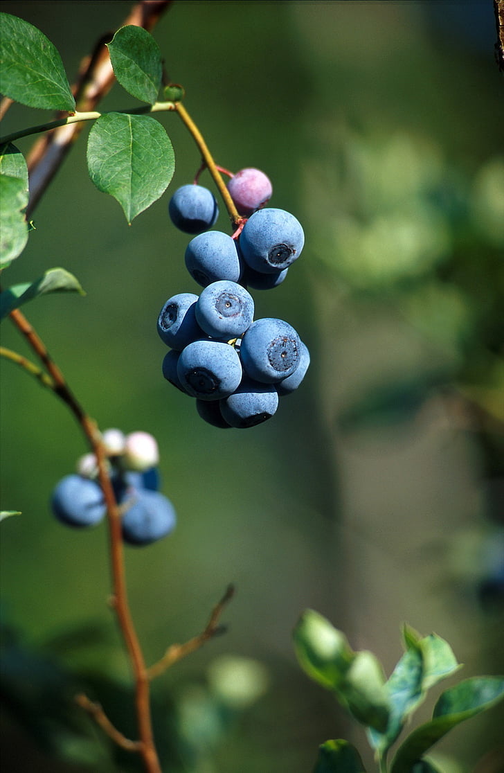 bleuets, fruits, frais, Berry, mûres, Bush, plante