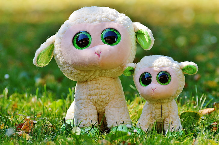 sheep, schäfchen, animal, nature, lamb, cute, sweet