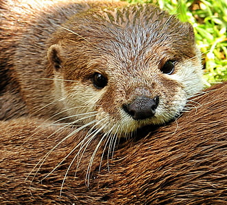 Otter, Otter-baby, Otter-baby, Natur, Tierfotografie, wilde Tiere, Tier