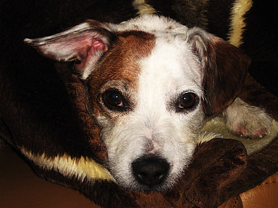Jack russel, doce, Querida, cão pequeno, animal de estimação, wuschelig, pequeno híbrido