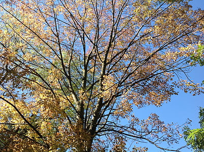 tree, autumn, season, leaves, nature, branches, sky