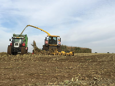 traktor, 수확, 옥수수, 농업 차량, 농업, 필드, 수확 시간