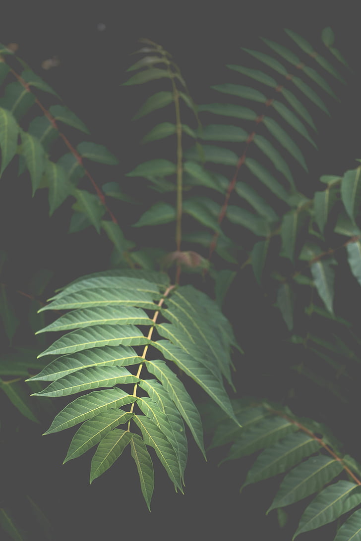green, leaves, nature, plant