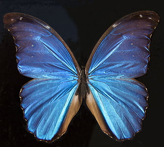 пеперуда, екзотични, Южна Америка, Амазонка, преливащи се цветове, мащаб, крило Везни