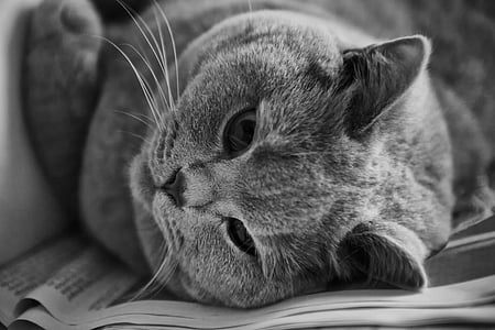 adorabile, animale, in bianco e nero, shorthair britannico, gatto, fronte del gatto, carina