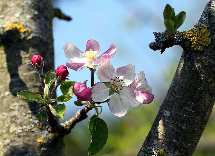 цветя, ябълка, Градина, дърво, Пролет, цъфтеж