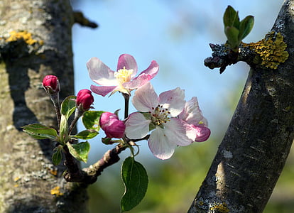 flores, Apple, jardín, árbol, primavera, floración