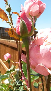 Rosa, rosa rosor, ökade, blomma, naturen, trädgård, knopp