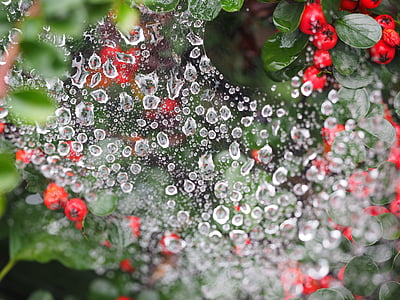 drip, cobweb, drop of water, beaded, droplets, water droplets, moisture