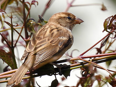sparrow, garden, nature, bird, animal, wildlife, branch