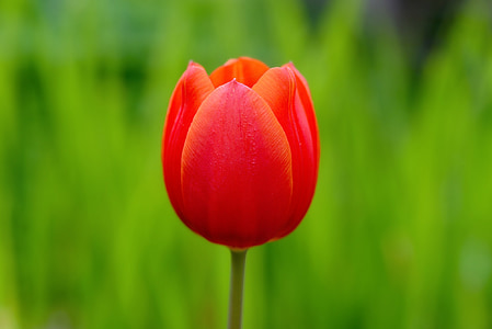 Tulip, flor, flor, floración, rojo, flor roja, schnittblume