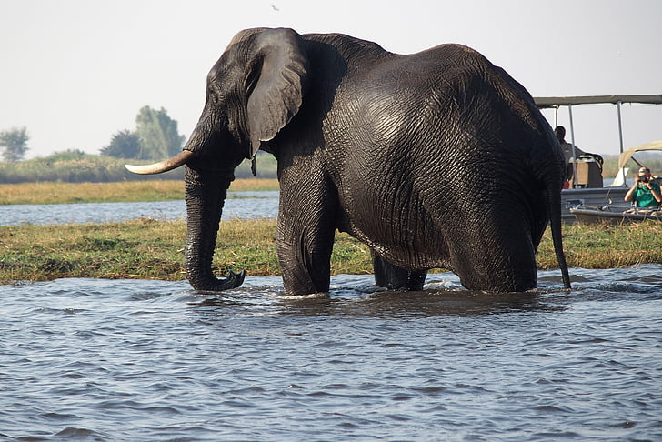 слон, Ботсвана, Чобе, река, животните, животните дивата природа, Страничен изглед