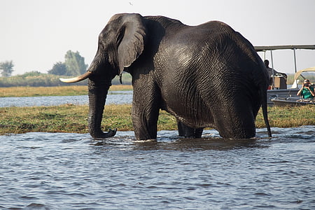 elefánt, Botswana, Makgadikgadi mocsár, folyó, állat, állati wildlife, Oldalnézet