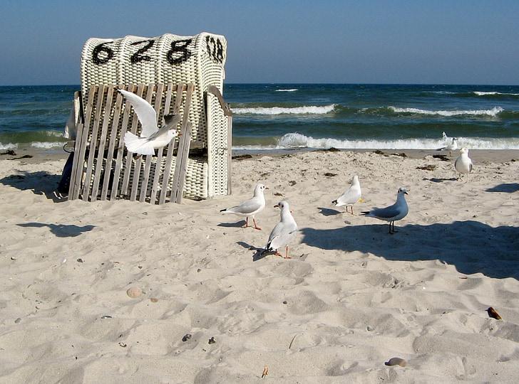 Балтийско море, чайки, крайбрежие, море, плаж, плажен стол, птица