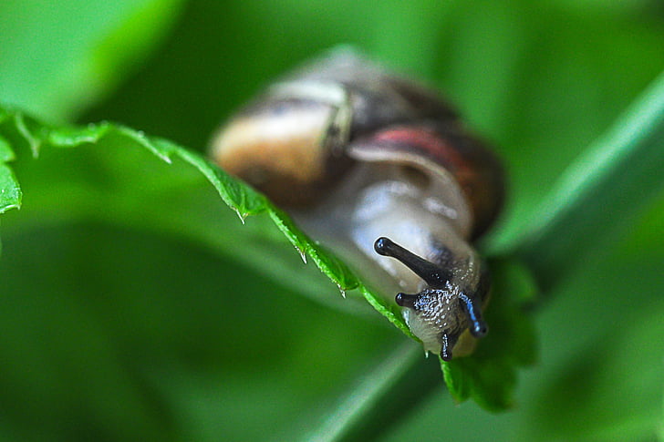 snail, leaf, green, macro, creature, leaves, slowly