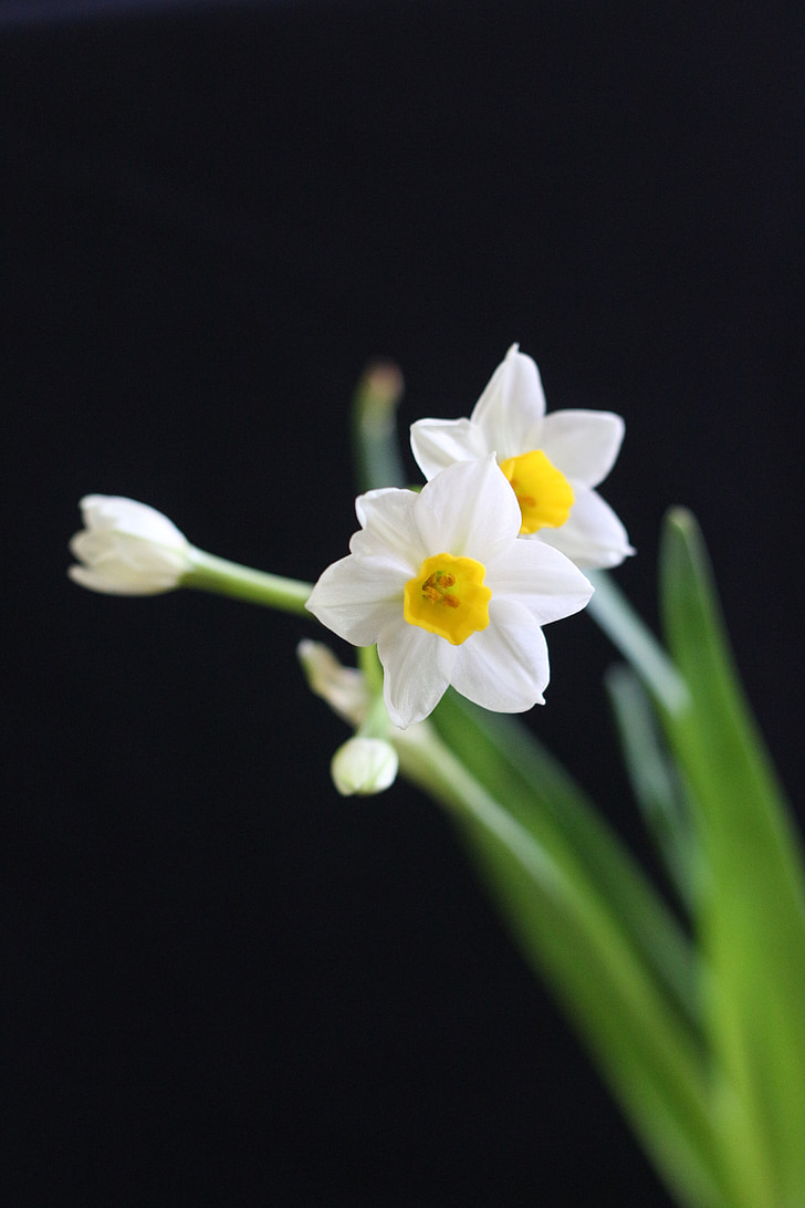 Narcissus, balta, ķīniešu Jaunais gads