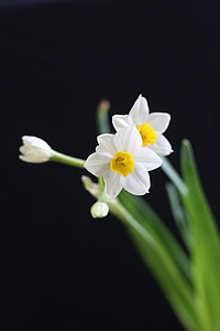 Narcissus, hvid, kinesisk nytår
