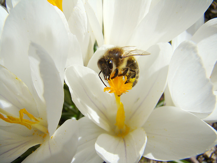 abeja, insectos, primavera