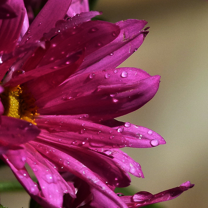 Aster, eső esik, közeli kép:, virág, természet, rózsaszín, kert