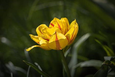 Tulip, flor, rojo amarillo, flor, floración, flor de primavera, jardín