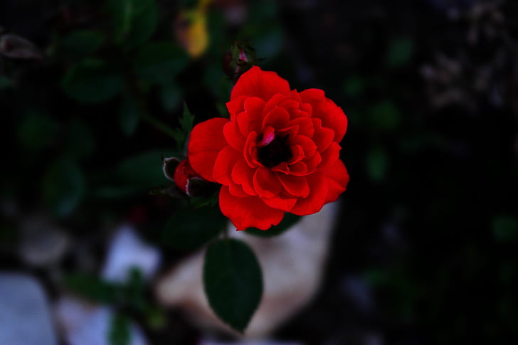 Троянда, червоний, день Святого Валентина, задоволення, Кохання, почуття