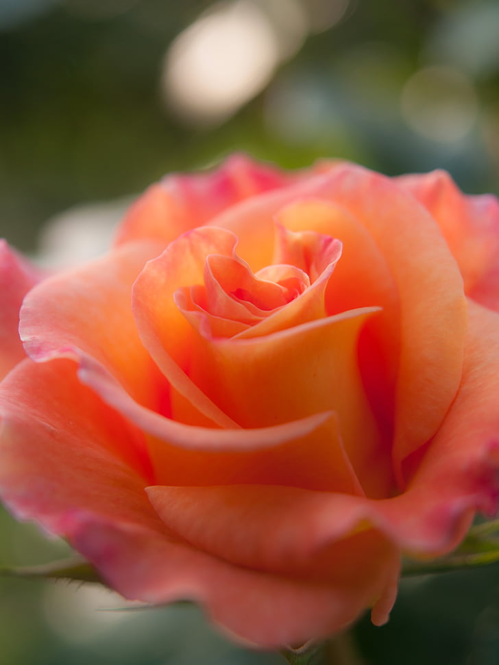 flors, Rosa, sol, planta, taronja, quatre estacions Rosa, Japó